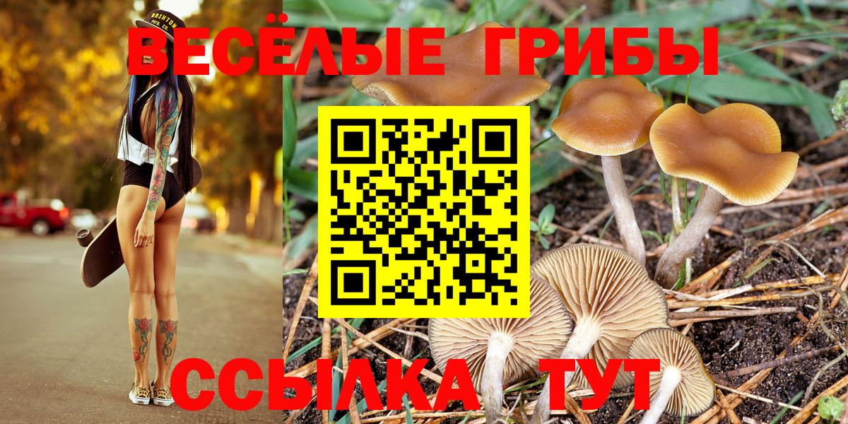 Псилоцибиновые грибы Cubensis Сальск